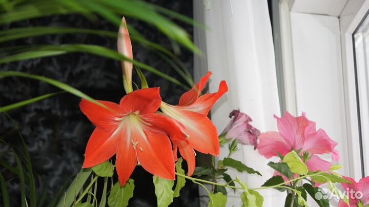 Комнатные растения для дома и офиса