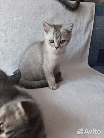 Шотландские вислоухие котята