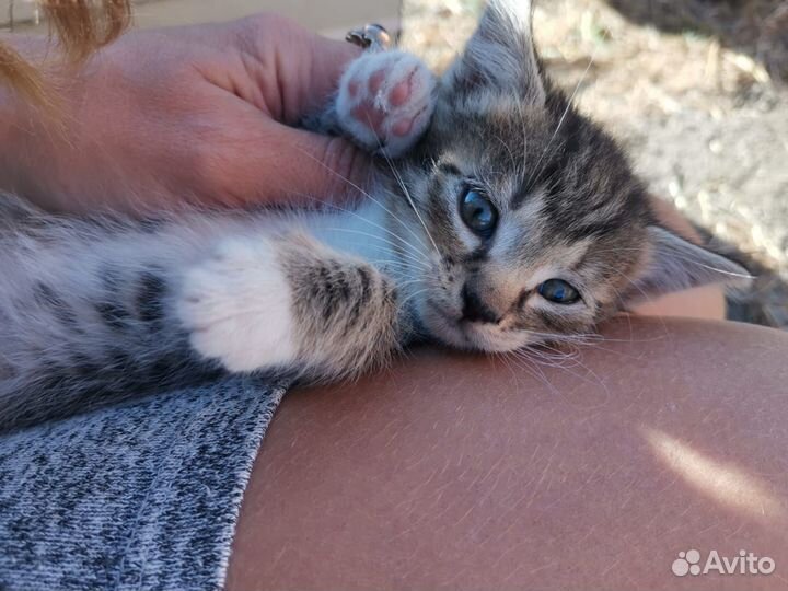 Котята в добрые руки