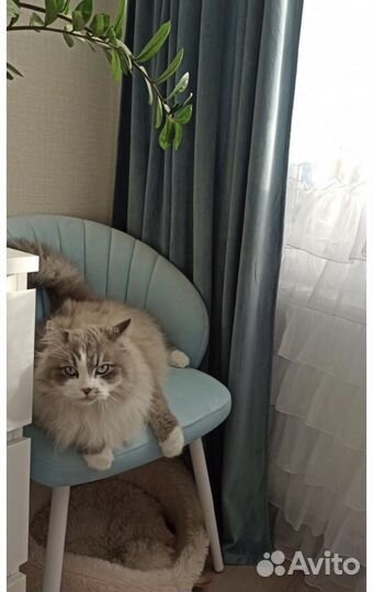 Штора нов.бархат ш250дл295 блэкаут 60