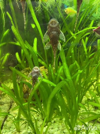 Сомы анцитрусы