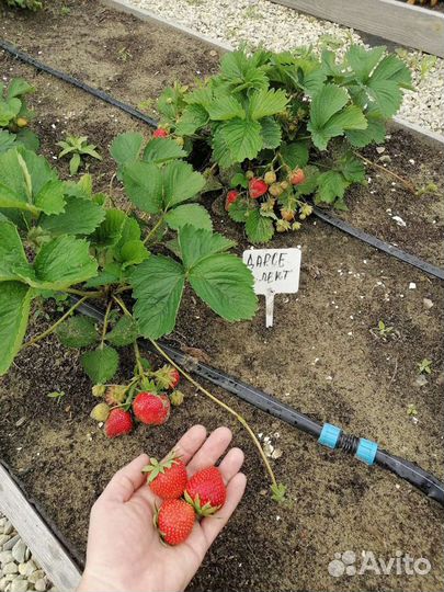 Питомник реализует саженцы элитной клубники землян
