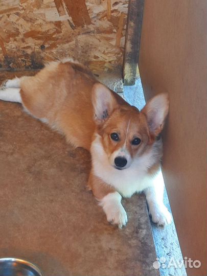 Девочка Вельш Корги