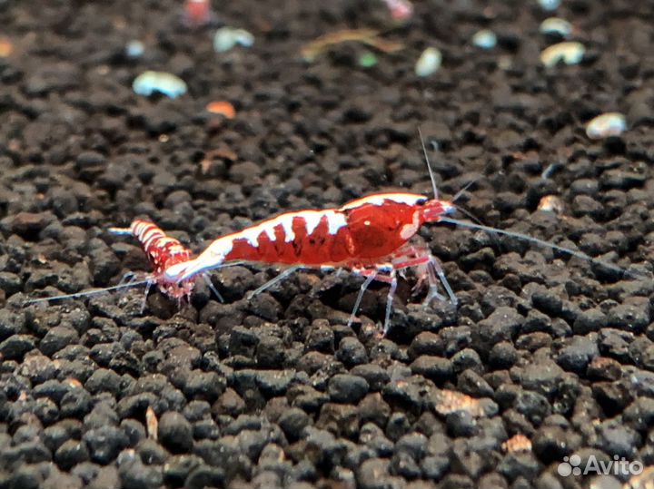 Креветки Galaxy Fishbone red (Caridina)