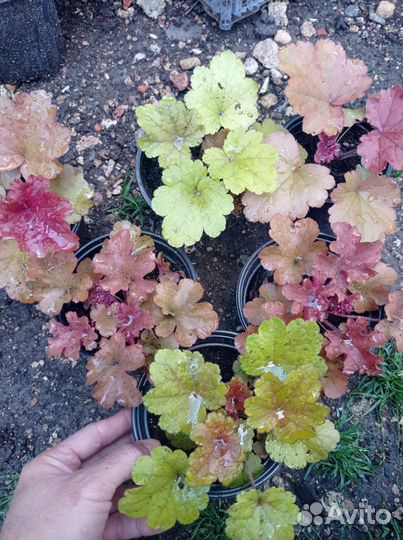 Многолетние садовые растения (цветы)