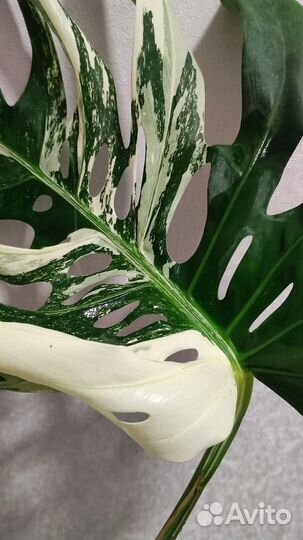 Монстера вариегатная делициоза Альба