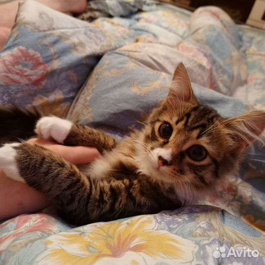Отдам котёнка в добрые руки