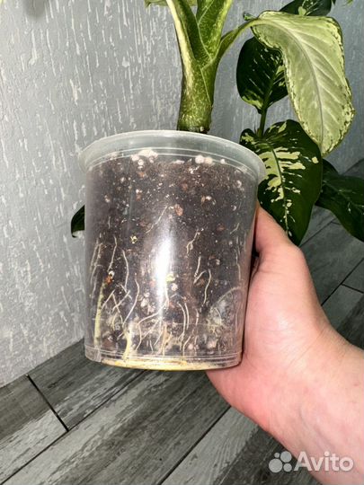 Диффенбахия Рудольф роерс