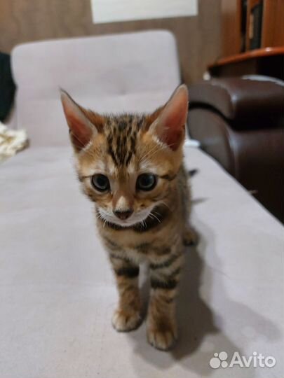 Бенгальская