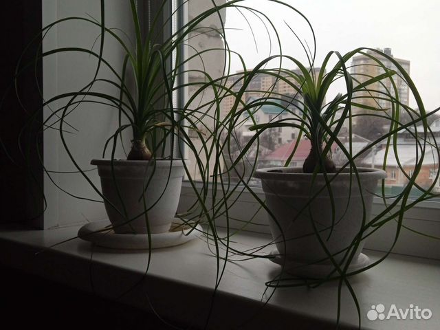 Бутылочное дерево(нолина) купить в Воронеже | Товары для дома и дачи ...