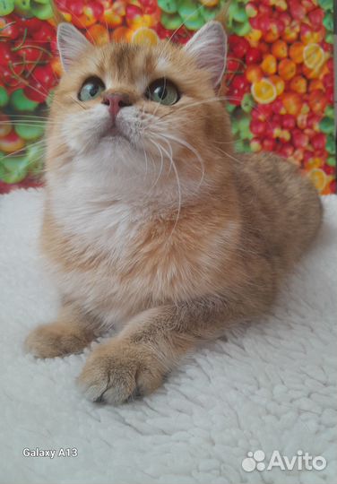 Шотландские