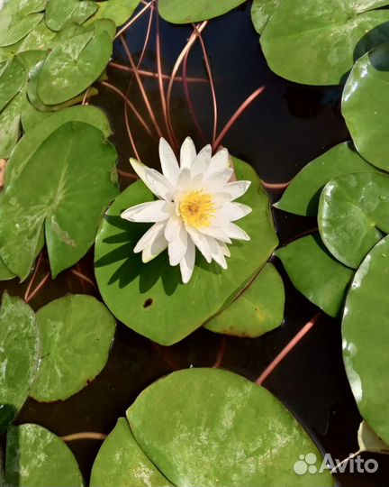 Нимфея белая