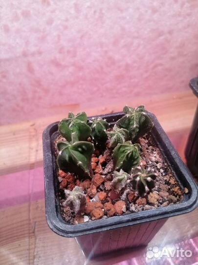 Кактус астрофитум