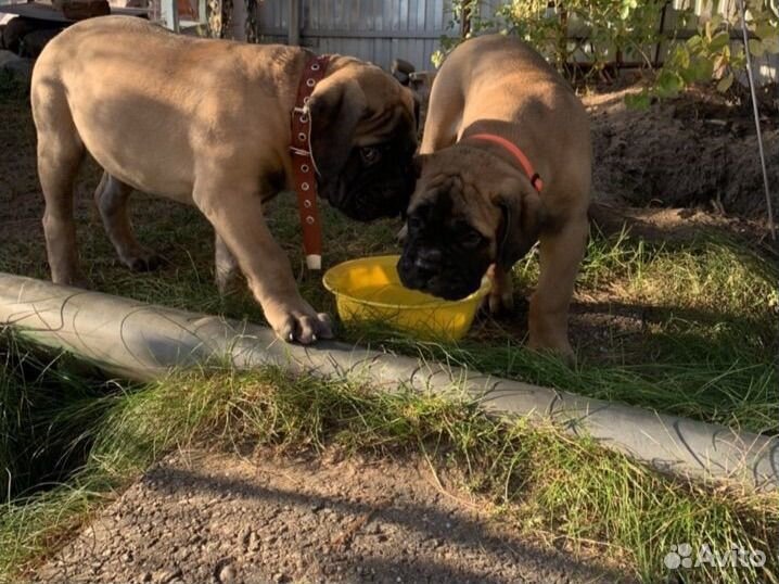 Бульмастиф