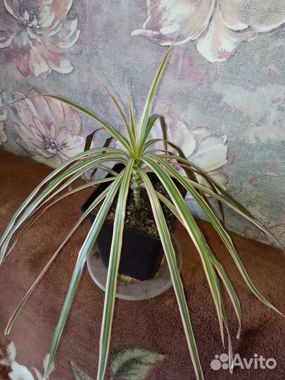 Пальма драцена