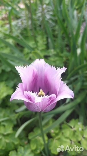 Луковицы тюльпанов