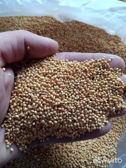 Просо желтое