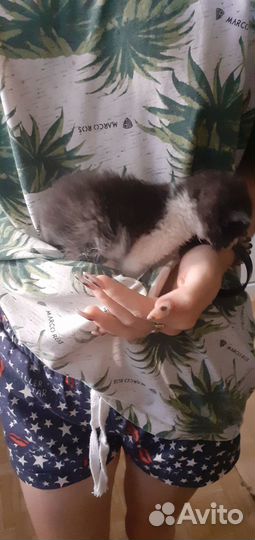 Котёнок мальчик