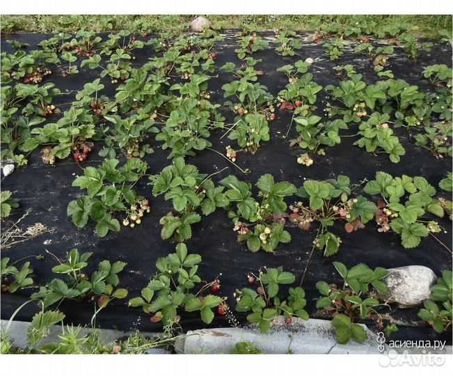 Новый Укрывной материал Спанбонд 1,6 м