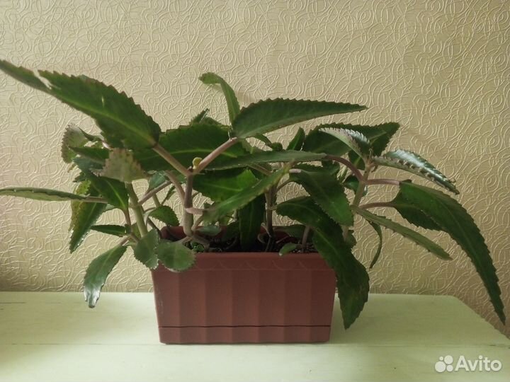 Каланхоэ лечебное