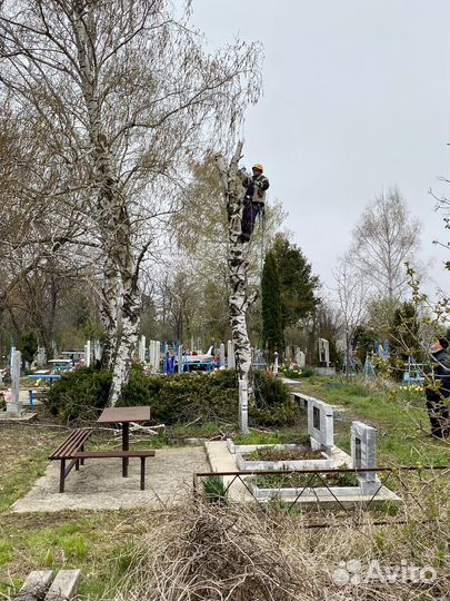 Спил аварийных деревьев