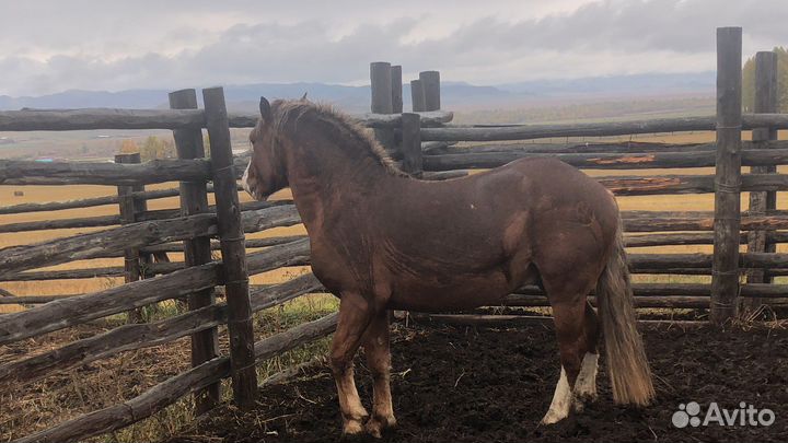 Жеребец Рус.Тяж