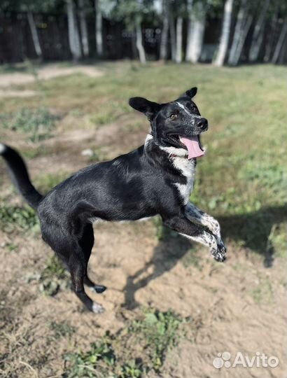 Самый умный пес приюта ждет семью