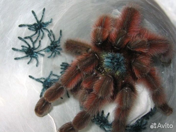 Паук птицеед