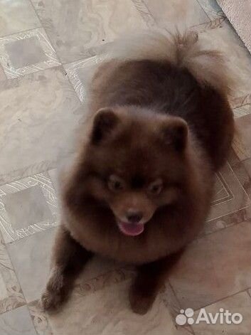 Померанский шпиц.вязка