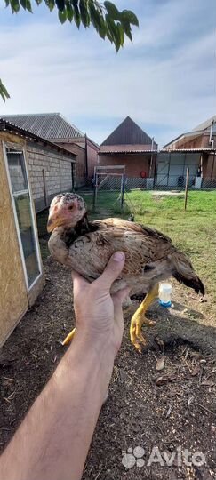 Бойцовая птица