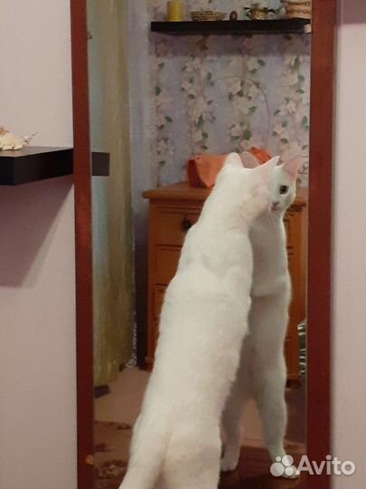 Очень умный кот