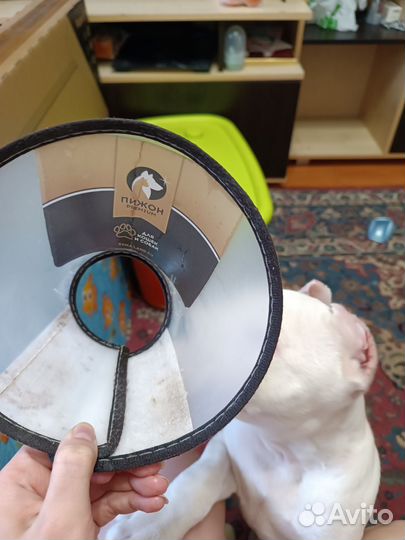 Воротник для кошек и собак