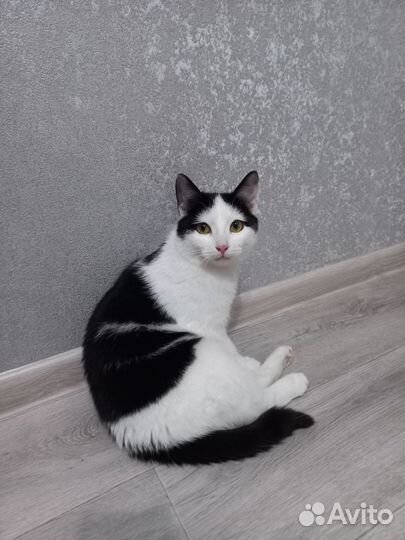 Молоденький котик