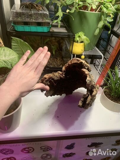 Кора пробкового дуба