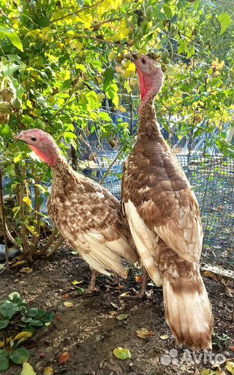 Индюки Красный Бурбон
