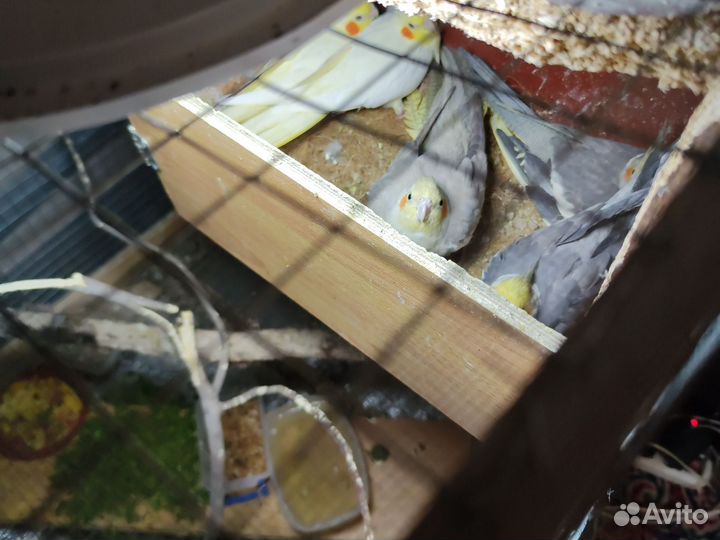 Рамки с вощиной