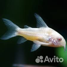 Коридорас Золотистый альбинос производители