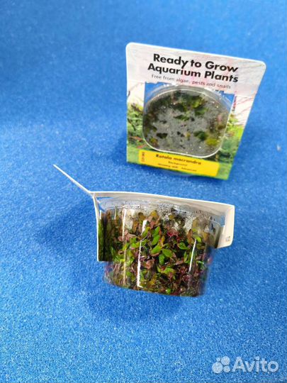 Меристемные растения для аквариума