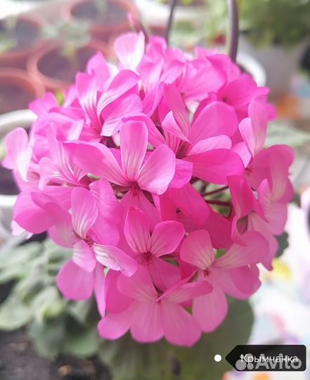 Герань пеларгония