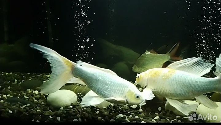 Аквариум на тумбе карпы кои