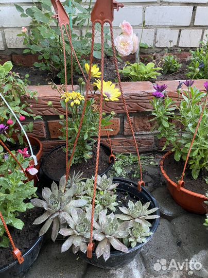 Мини -сад Суккулентов