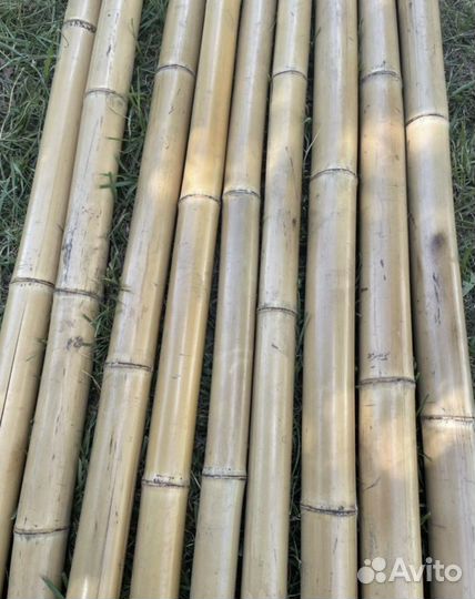 Стволы бамбука
