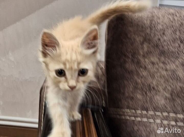 Рыжий котенок Симба в добрые руки