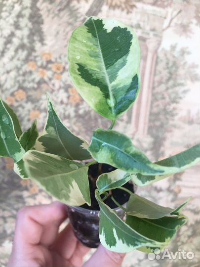 Ficus retusa L