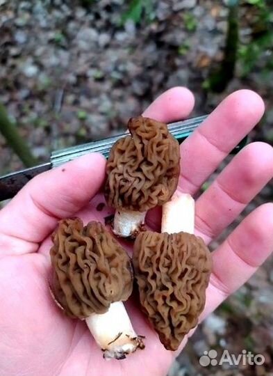 Гриб сморчок