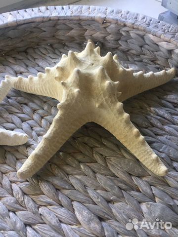 Морская звезда