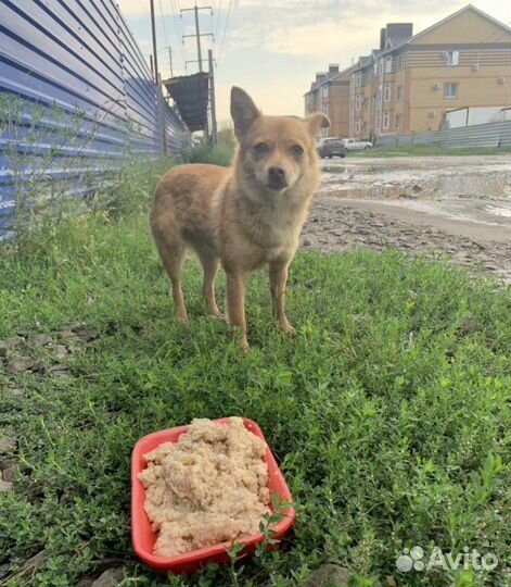 Милые собачули в добрые руки