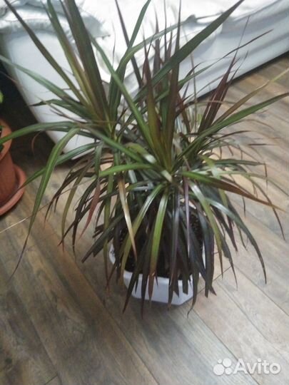 Комнатные растения Кротон Петра, Драцена,Аглаонема