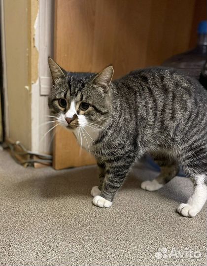 Харизматичный кот Василий