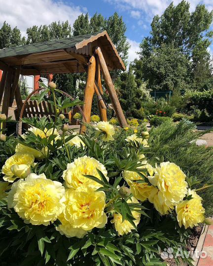 Корни пионов. Опт. Bartzella